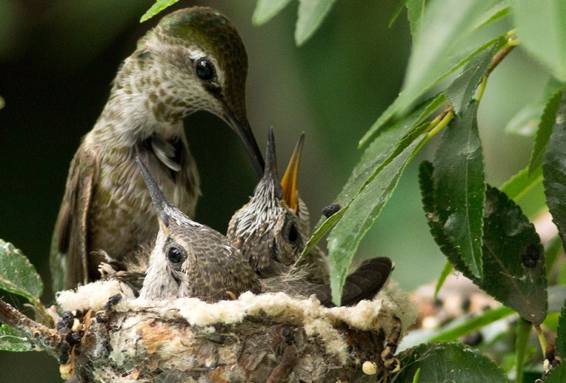 De una sucursal vacía a adolescentes en 6 semanas. Crónica del Nido del Colibrí Calyptus Anna