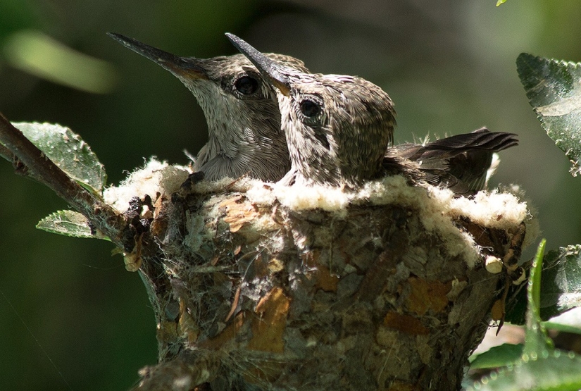 De una sucursal vacía a adolescentes en 6 semanas. Crónica del Nido del Colibrí Calyptus Anna