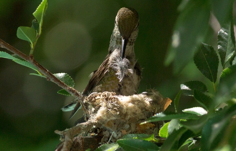 De una sucursal vacía a adolescentes en 6 semanas. Crónica del Nido del Colibrí Calyptus Anna