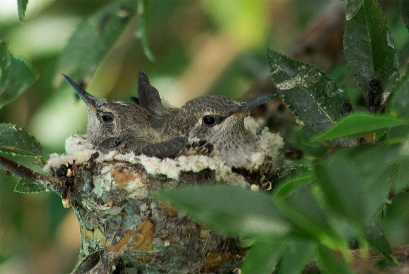 De una sucursal vacía a adolescentes en 6 semanas. Crónica del Nido del Colibrí Calyptus Anna