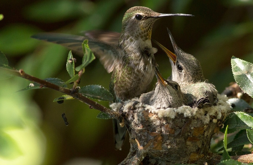 De una sucursal vacía a adolescentes en 6 semanas. Crónica del Nido del Colibrí Calyptus Anna