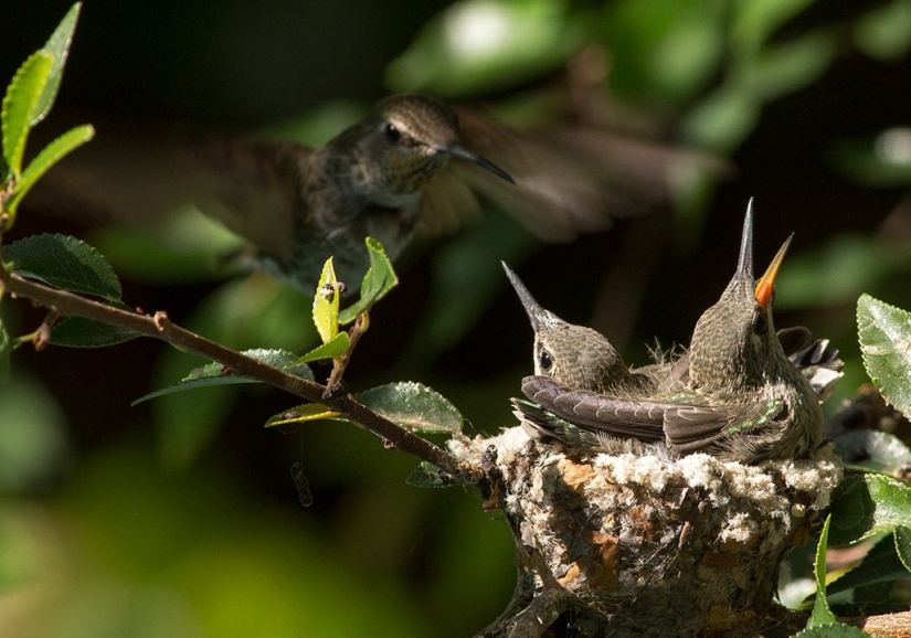 De una sucursal vacía a adolescentes en 6 semanas. Crónica del Nido del Colibrí Calyptus Anna