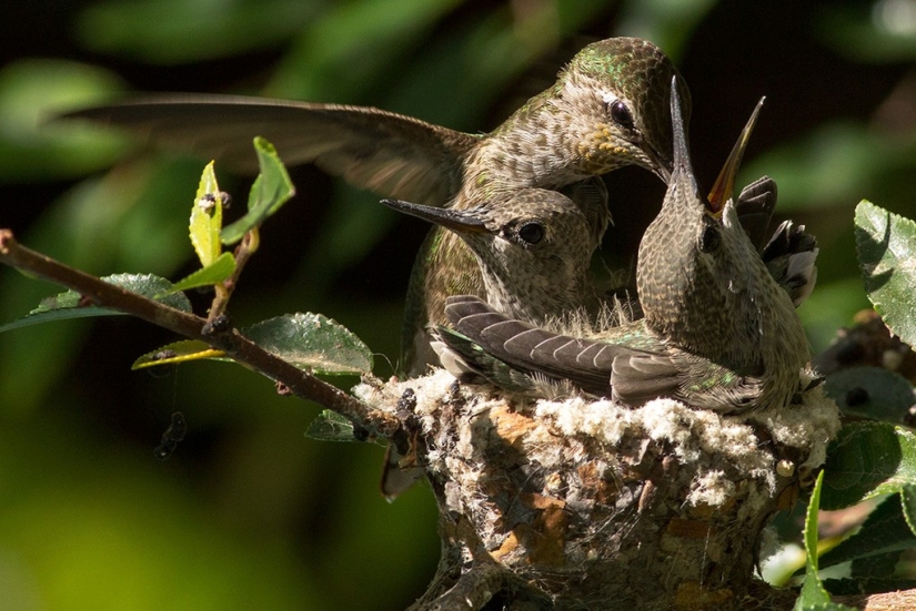 De una sucursal vacía a adolescentes en 6 semanas. Crónica del Nido del Colibrí Calyptus Anna