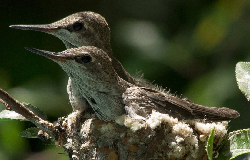 De una sucursal vacía a adolescentes en 6 semanas. Crónica del Nido del Colibrí Calyptus Anna