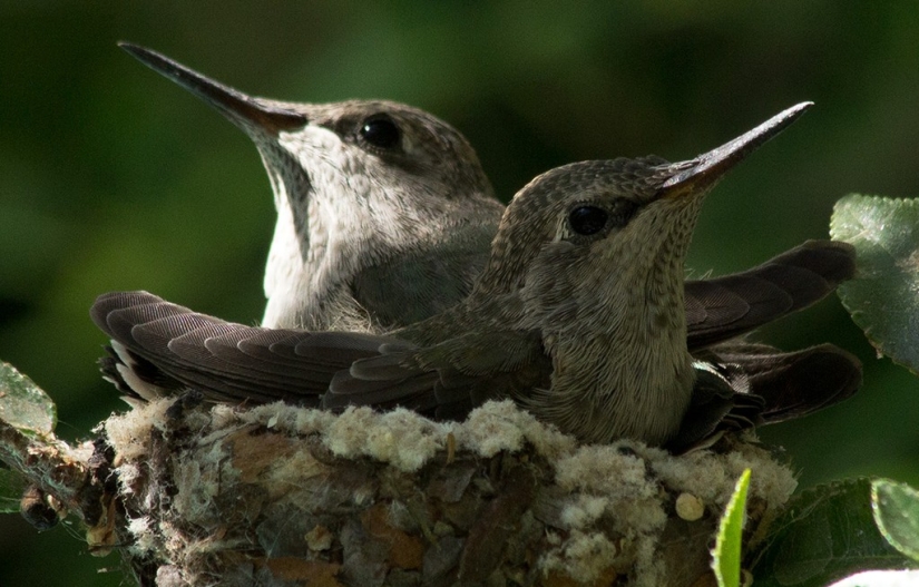 De una sucursal vacía a adolescentes en 6 semanas. Crónica del Nido del Colibrí Calyptus Anna