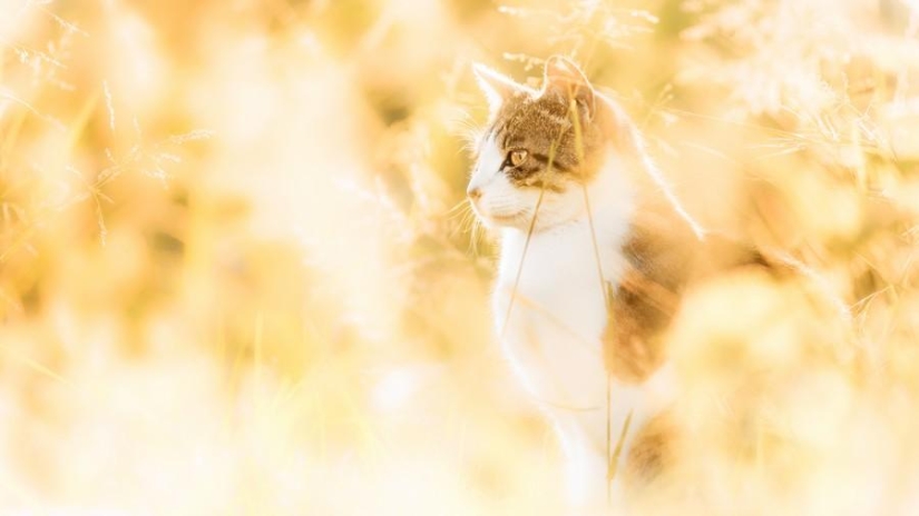 Dedicado a todos los amantes de los gatos. Dedicado a todos los amantes de los gatos.