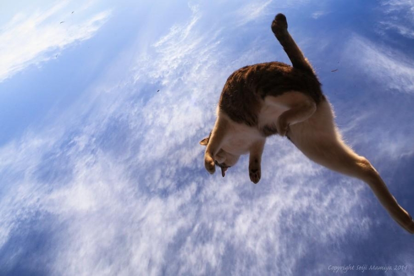 Dedicado a todos los amantes de los gatos. Dedicado a todos los amantes de los gatos.