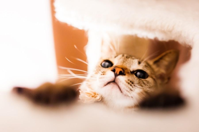 Dedicado a todos los amantes de los gatos. Dedicado a todos los amantes de los gatos.