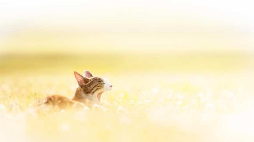 Dedicated to all cat lovers