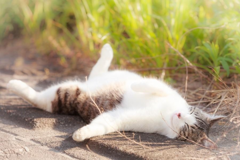 Dedicated to all cat lovers