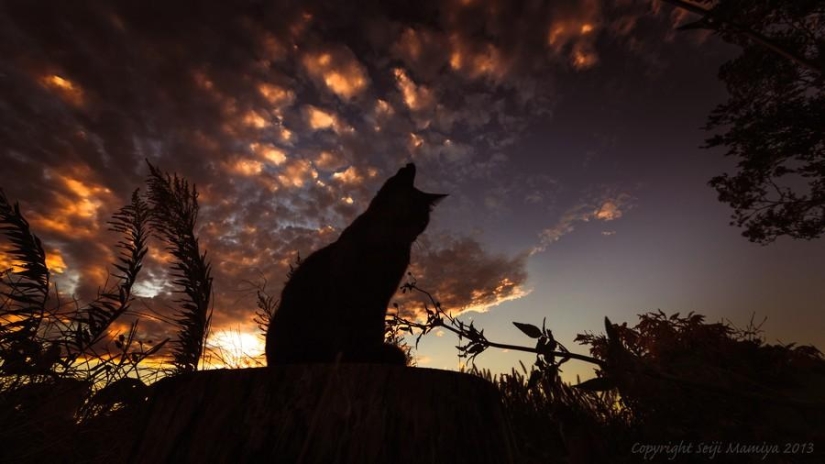 Dedicated to all cat lovers