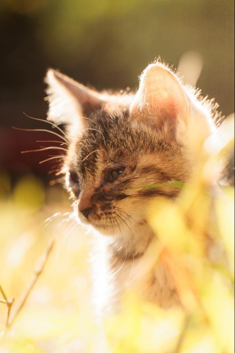 Dedicated to all cat lovers