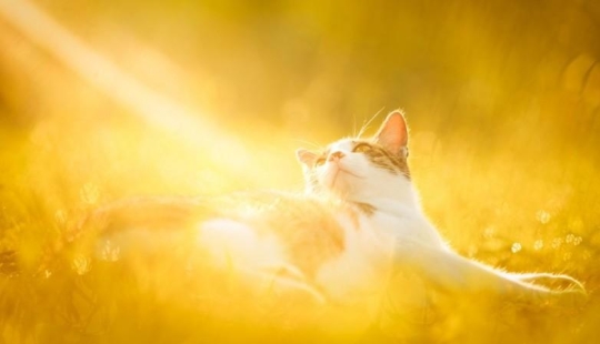 Dedicated to all cat lovers