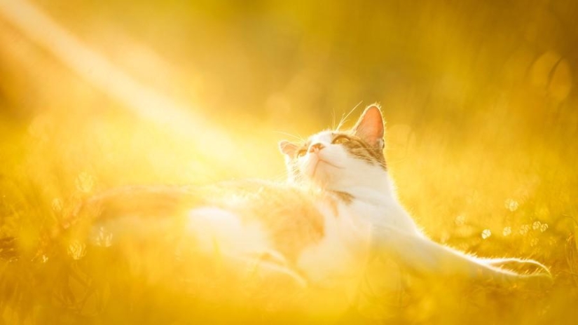 Dedicated to all cat lovers