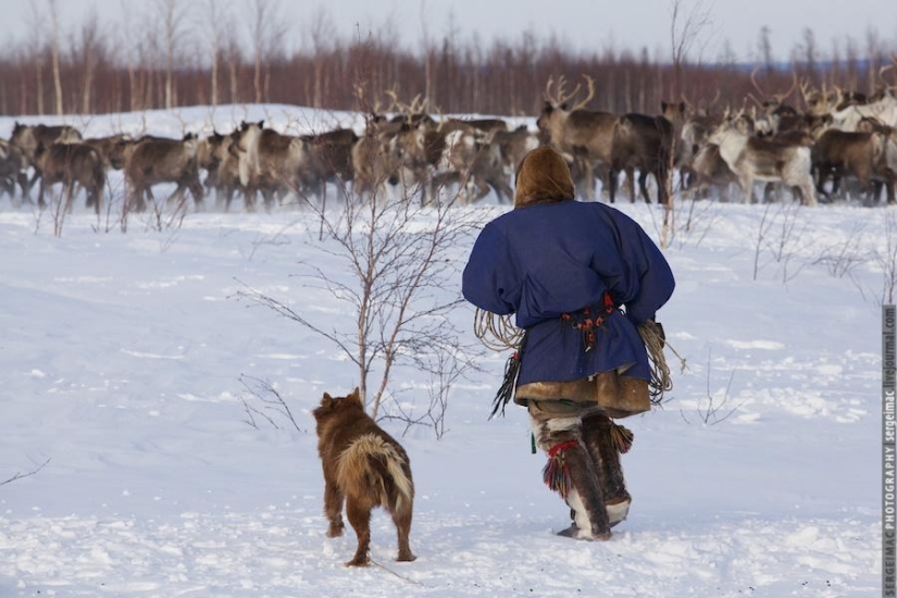 Deer running. Yamal