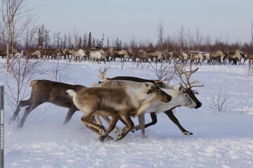 Deer running. Yamal