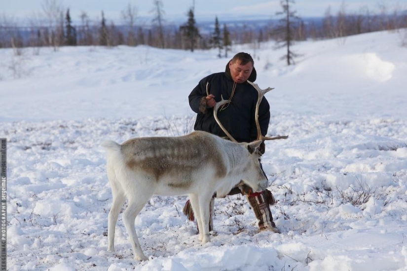 Deer running. Yamal