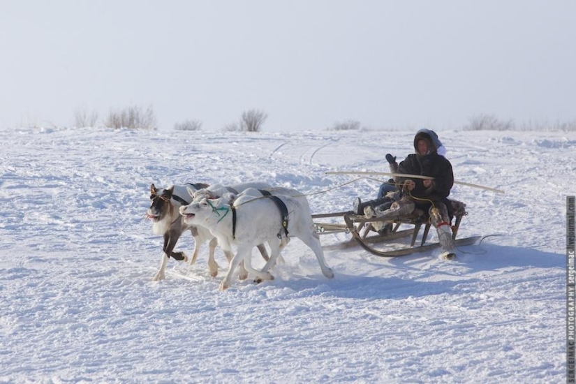 Deer running. Yamal