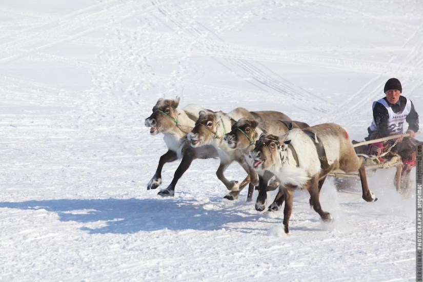 Deer running. Yamal