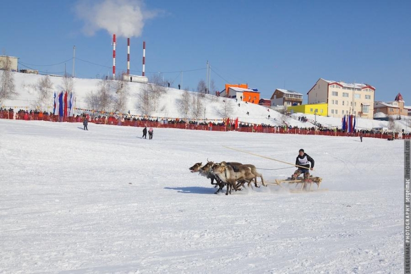 Deer running. Yamal