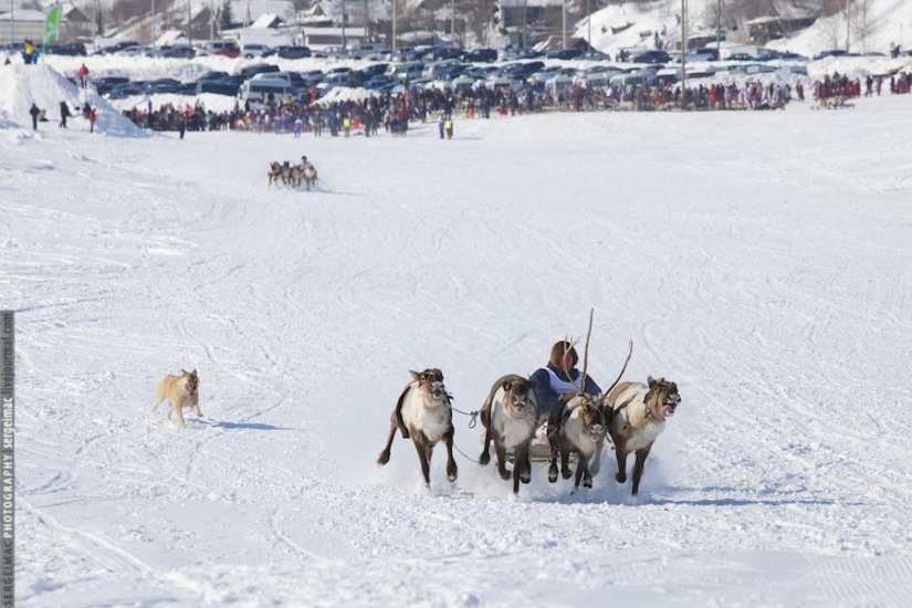 Deer running. Yamal