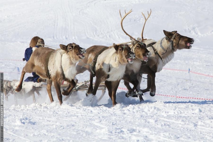 Deer running. Yamal