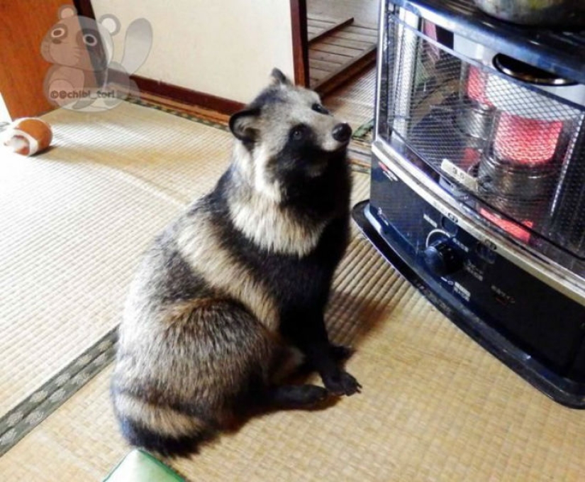 Definitivamente te enamorarás de Tanu el perro mapache Definitivamente te enamorarás de Tanu el perro mapache