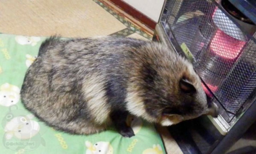 Definitivamente te enamorarás de Tanu el perro mapache Definitivamente te enamorarás de Tanu el perro mapache
