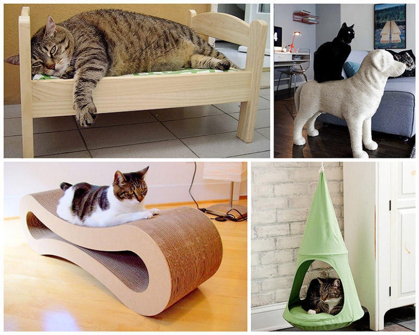 Design for cats