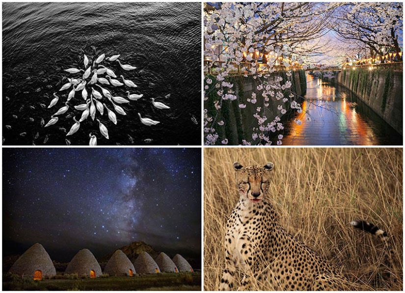 Desktop wallpapers from National Geographic for November 2013 Desktop wallpapers from National Geographic for November 2013