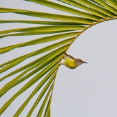 Diez fascinantes fotografías de la naturaleza que ganaron los premios de fotografía Nature inFocus 2023 (Parte 2)