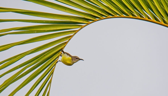 Diez fascinantes fotografías de la naturaleza que ganaron los premios de fotografía Nature inFocus 2023 (Parte 2)