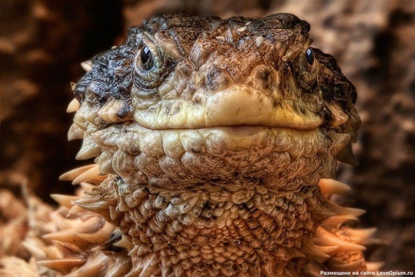 Diurnal lizards - belttails Diurnal lizards - belttails