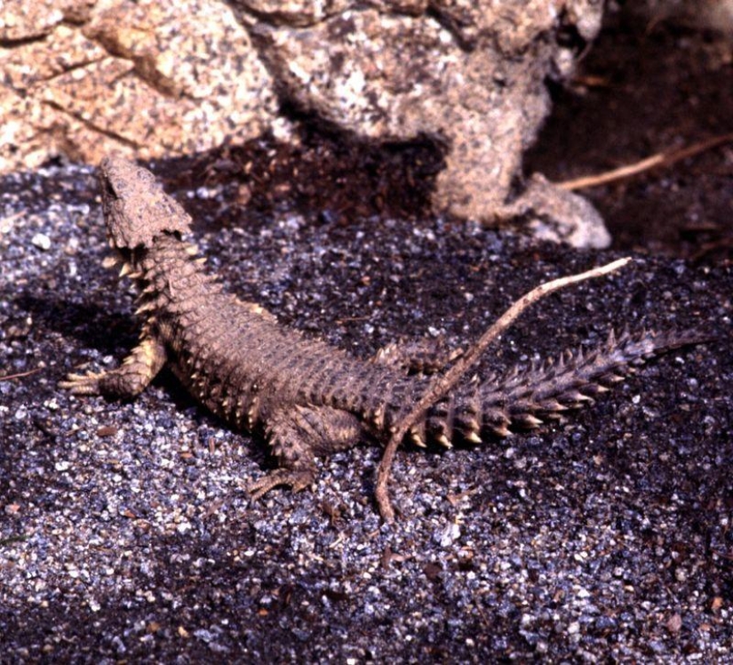 Diurnal lizards - belttails Diurnal lizards - belttails