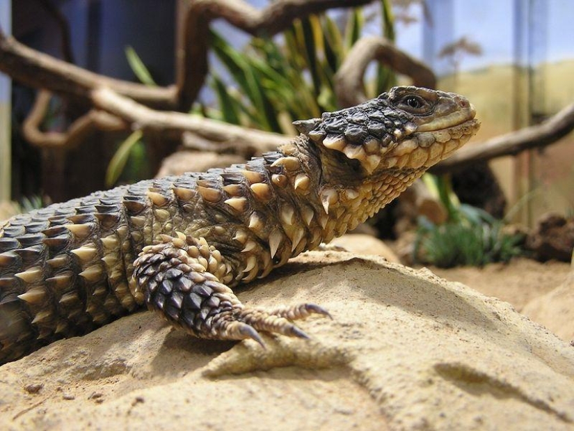 Diurnal lizards - belttails Diurnal lizards - belttails