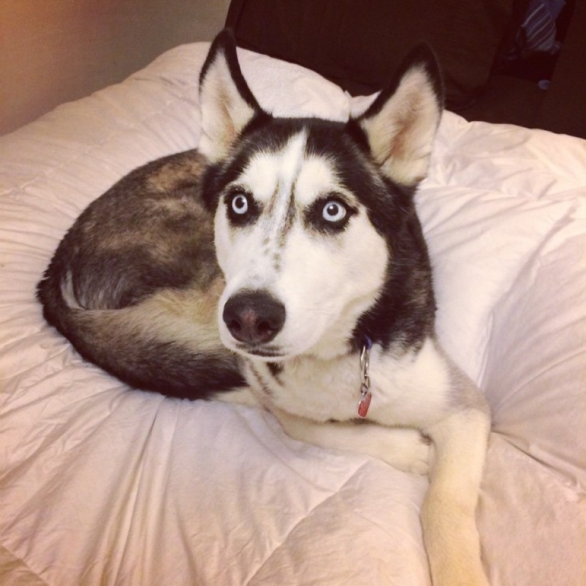 ¡Doctor sexy y su glorioso husky!