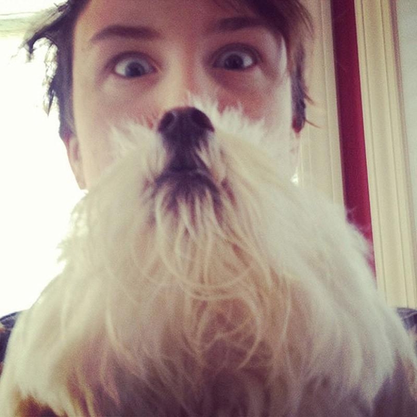 dog beards