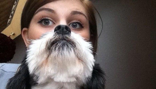 dog beards