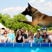 Dog diving: only for determined dogs
