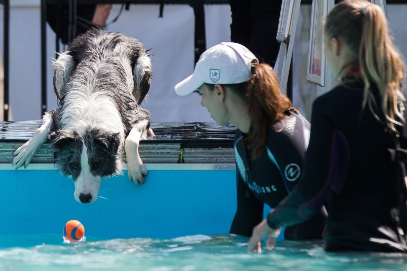 Dog diving: only for determined dogs