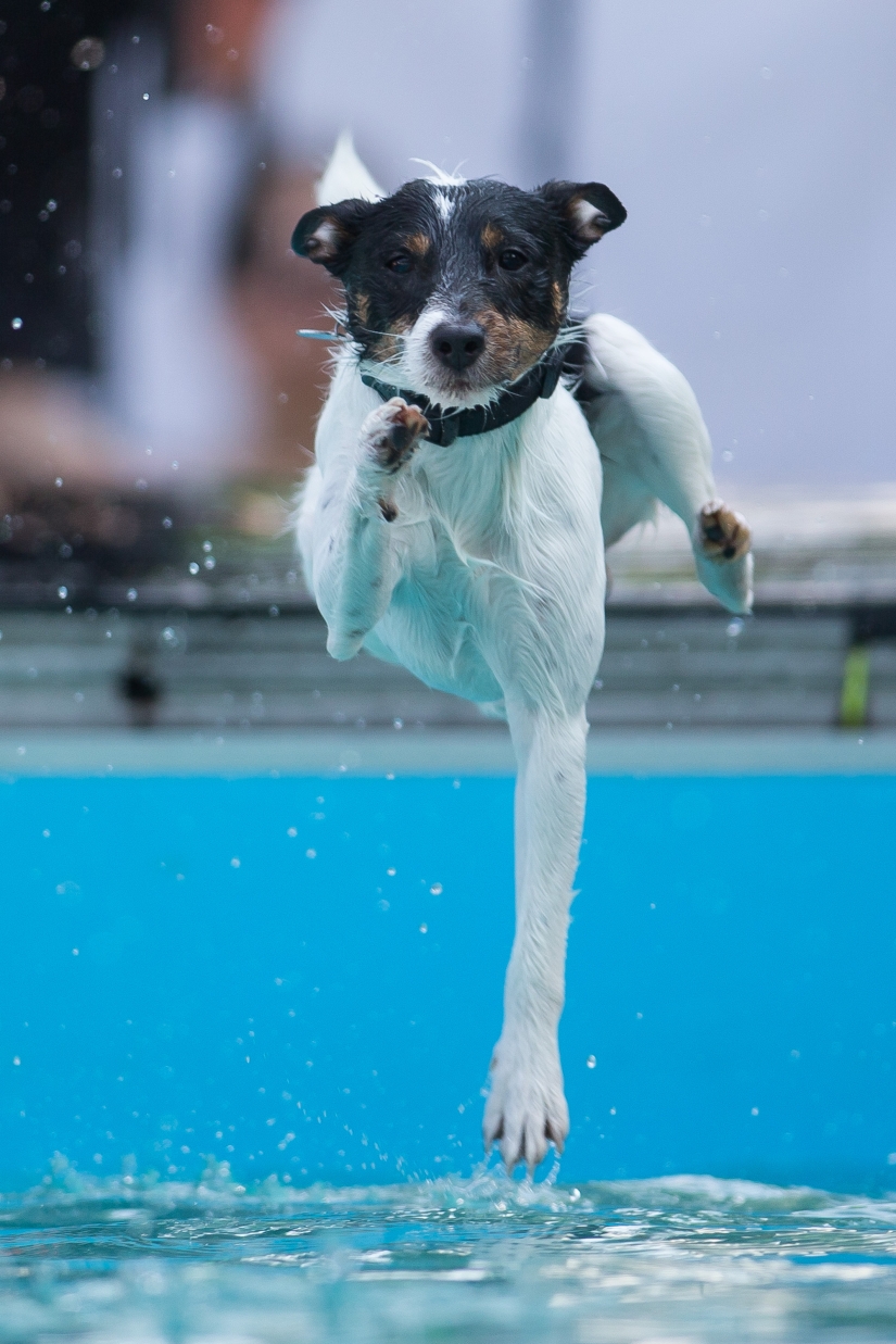 Dog diving: only for determined dogs
