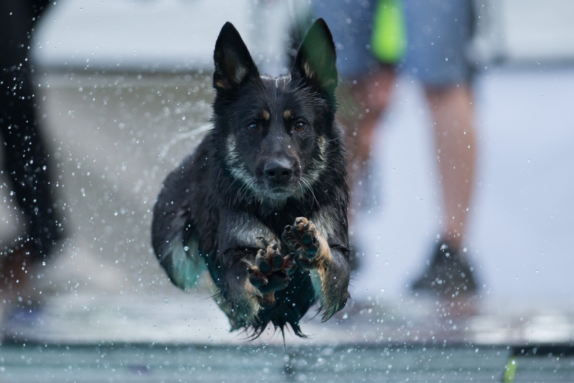 Dog diving: only for determined dogs