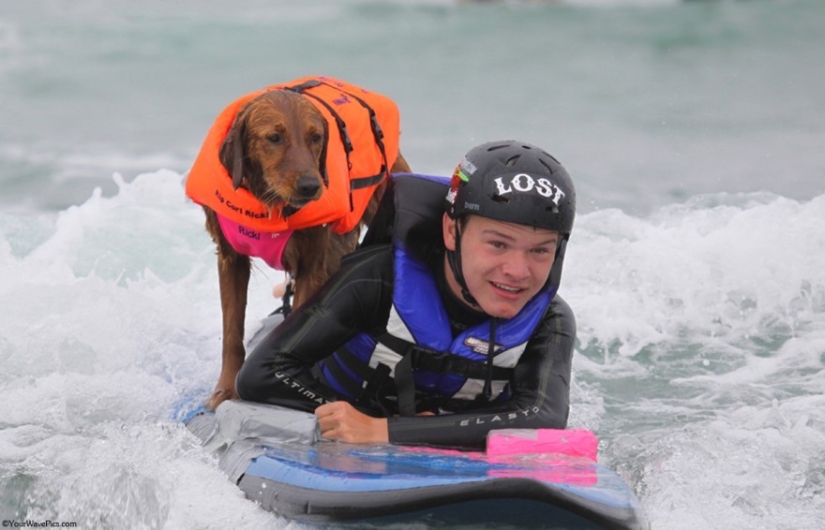 Dog Ricochet surfs with sick people and helps them recover Dog Ricochet surfs with sick people and helps them recover