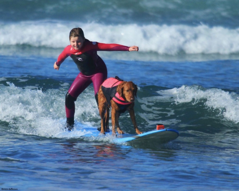 Dog Ricochet surfs with sick people and helps them recover Dog Ricochet surfs with sick people and helps them recover