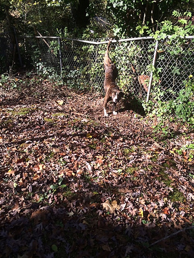 Dog stayed for two days with his girlfriend in distress
