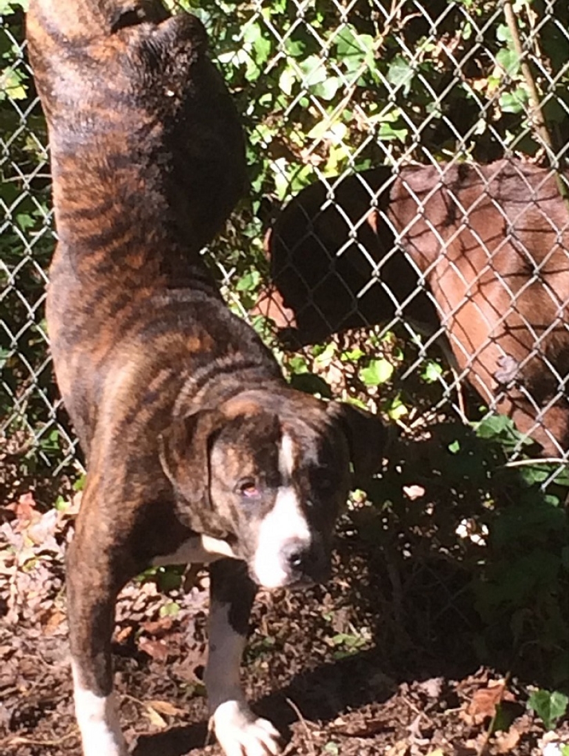 Dog stayed for two days with his girlfriend in distress