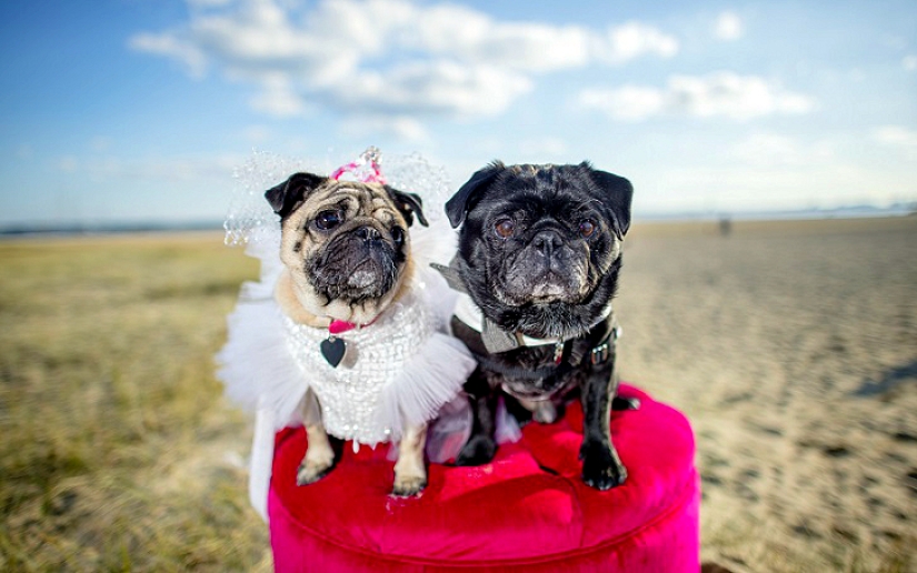 Dog Wedding: Advice and Love to Jasmine and Jasper