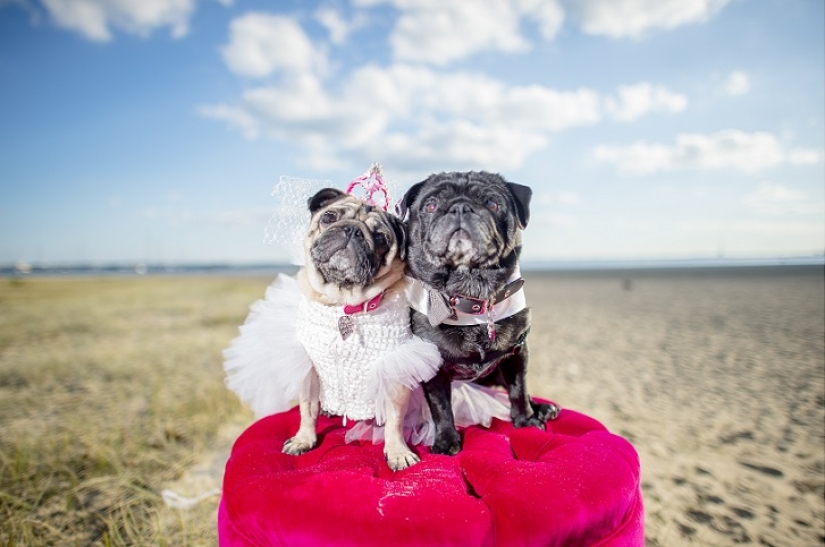 Dog Wedding: Advice and Love to Jasmine and Jasper