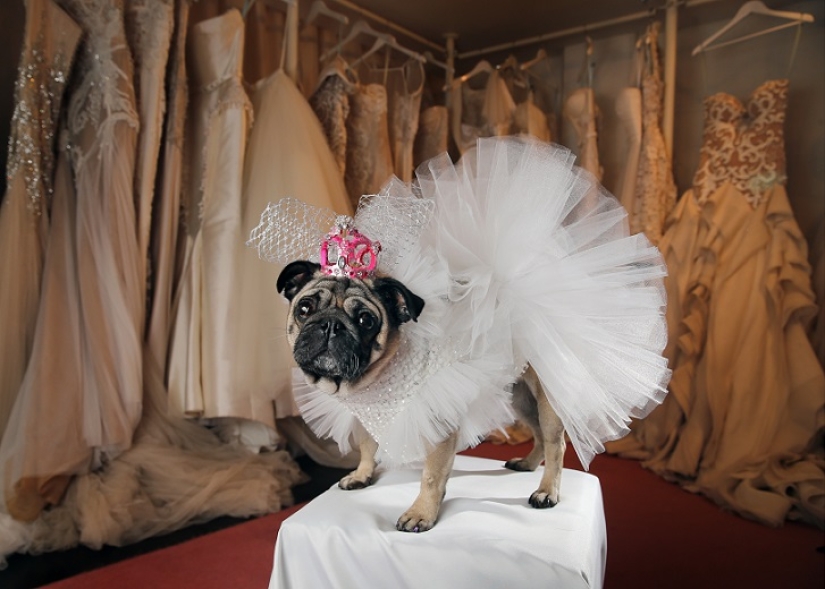 Dog Wedding: Advice and Love to Jasmine and Jasper