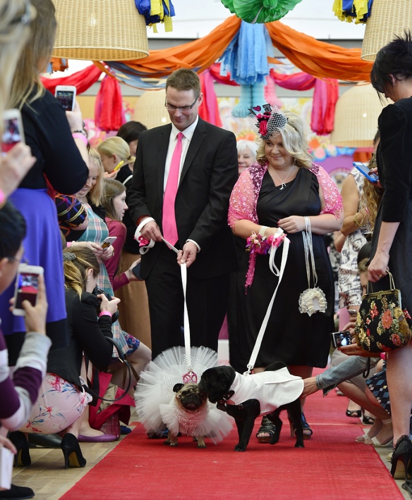 Dog Wedding: Advice and Love to Jasmine and Jasper